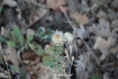 Carlina vulgaris