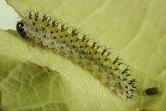 Periclista lineolata