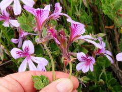 Pelargonium betulinum