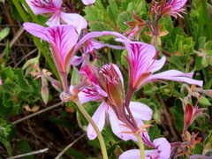 Pelargonium betulinum