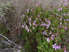 Pelargonium betulinum