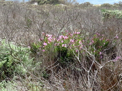 Pelargonium betulinum