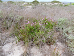 Pelargonium betulinum