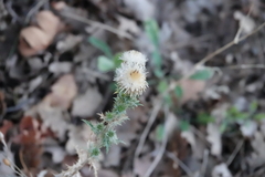 Carlina vulgaris