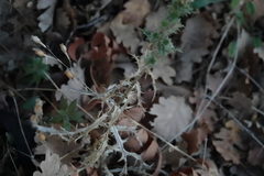 Carlina vulgaris