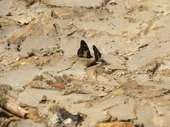 Amauris albimaculata