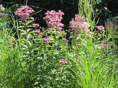 Eutrochium maculatum