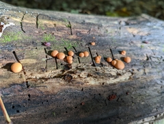 Lycogala epidendrum