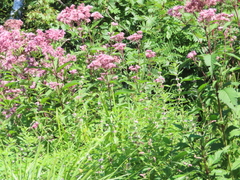 Eutrochium maculatum