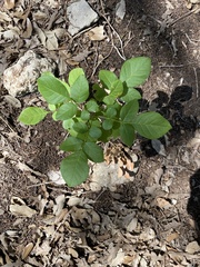 Acer negundo