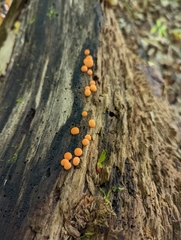 Lycogala epidendrum