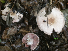 Agaricus sylvaticus