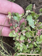 Chenopodiastrum murale