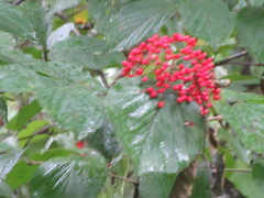 Viburnum dilatatum