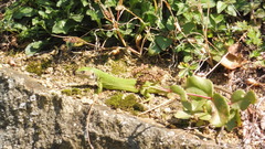 Lacerta viridis