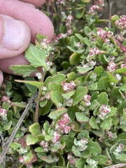 Chenopodiastrum murale