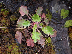 Heuchera micrantha