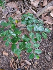 Myroxylon peruiferum