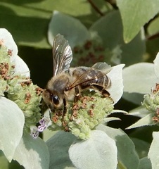 Apis mellifera