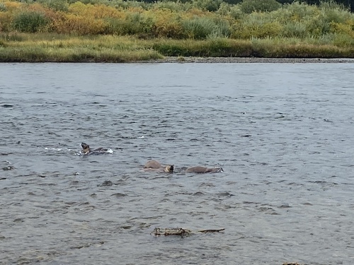 North American River Otter photographed in Montana