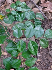 Myroxylon peruiferum