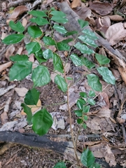 Myroxylon peruiferum