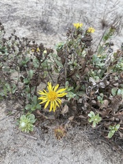Grindelia stricta