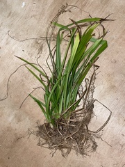 Diarrhena obovata