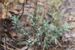 Eriophyllum confertiflorum