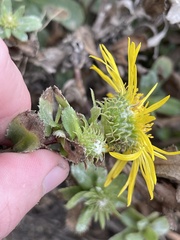Grindelia stricta