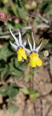 Nemesia cheiranthus