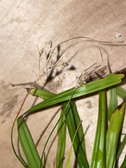Diarrhena obovata