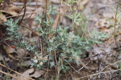 Eriophyllum confertiflorum
