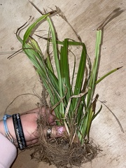 Diarrhena obovata