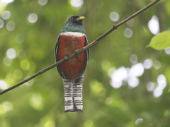Trogon collaris