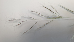 Aristida purpurea