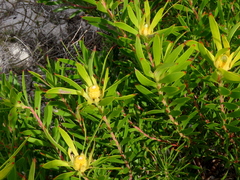 Leucadendron coniferum