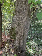 Acer negundo
