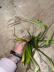 Diarrhena obovata
