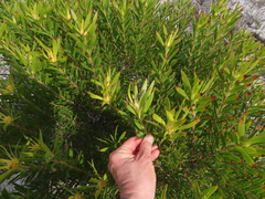 Leucadendron coniferum