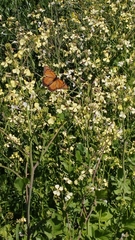 Danaus erippus