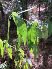 Euonymus americanus