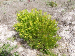 Leucadendron coniferum
