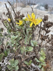 Grindelia stricta
