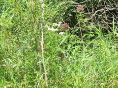 Eupatorium perfoliatum