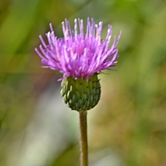 Cirsium canum