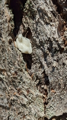 Naematelia encephala