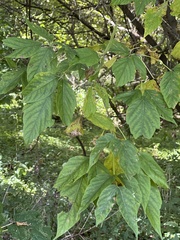 Acer negundo