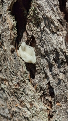 Naematelia encephala