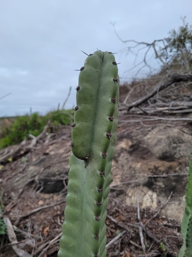 Cereus fernambucensis ssp. sericifer